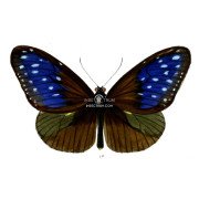 EUPLOEA MULCIBER